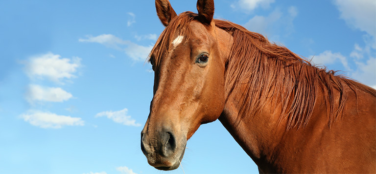 Кожные заболевания у лошадей