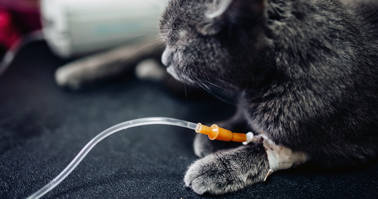 Стафилококк у кошек: симптомы болезни и методы лечения