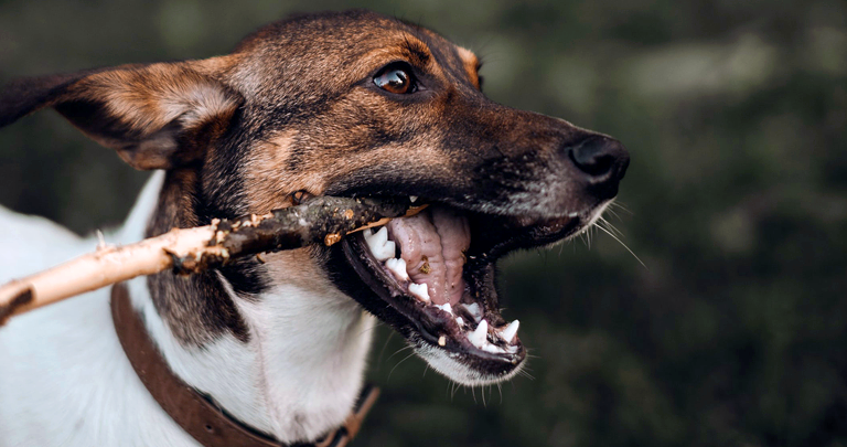 травмы зубов у собак