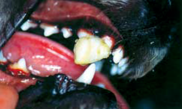 Травмы зубов у собаки - Зооинформ