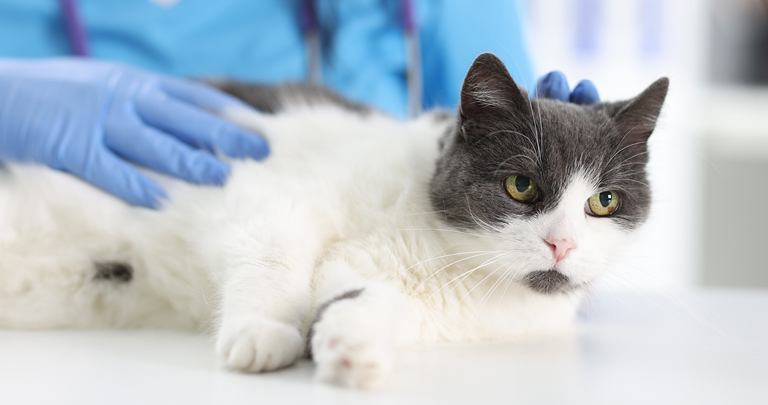Мицетома и дерматофития у кошки