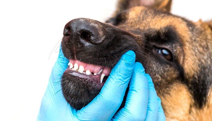 Лечение опухоли зуба у собаки