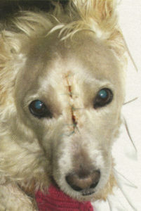Фибросаркома носа у собаки, фото