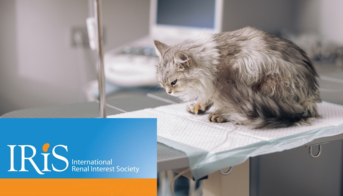 Кошки с почечной недостаточностью: диагностика, лечение, уход, питание