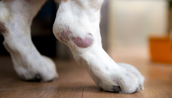 Акральный дерматит от вылизывания у собак - Зооинформ