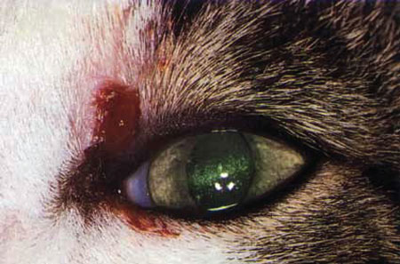 Противоинфекционная терапия заболеваний глаз у домашних плотоядных -  Зооинформ