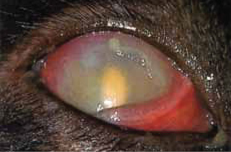 Терапия болезней глаз у кошек и собак