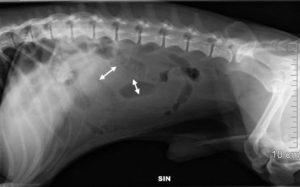 Тонкий кишечник собаки, рентген