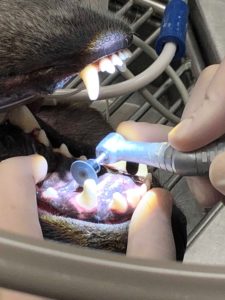 Лечение зубов у собаки
