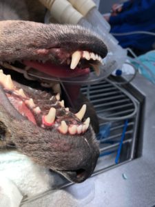 Лечение зубов у собаки