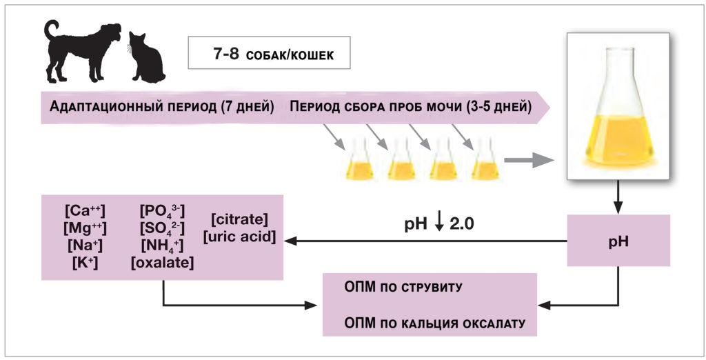 Протокол для получения образцов мочи для выявления ОПМ