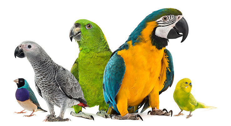 Корм для волнистых попугаев и других птиц