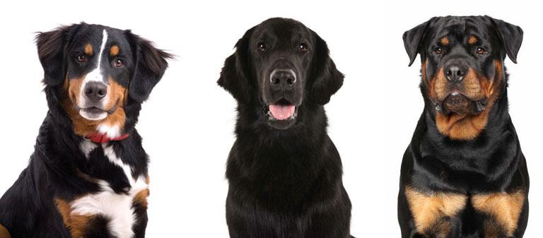 Породы собак, предрасположенные к гистиоцитарной саркоме (фото)