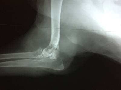 Артикулярная гистиоцитарная саркома у собаки: рентген