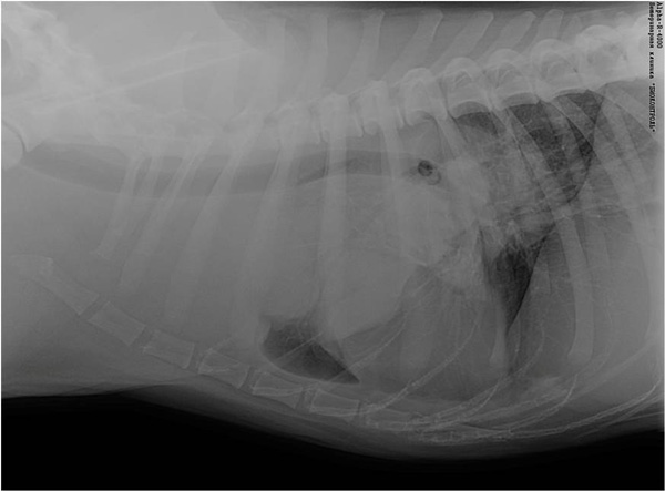 Саркома грудной полости у собаки: рентген