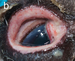Глаз оленя на 5-й день после заражения герпесвирусом