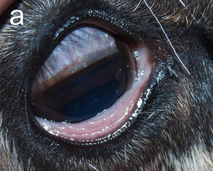 Здоровый глаз оленя
