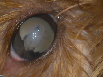 Травматическая катаракта у щенка: фото