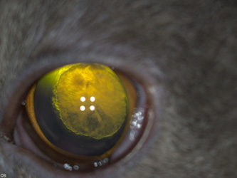 Ядерная катаракта у кота, фото