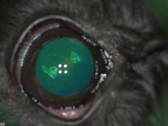 Начальная катаракта у цвергшнауцера, фото