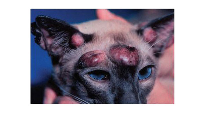 Заболевания печени у кошек: 9 самых частых, симптомы и лечение