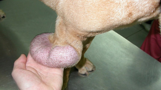 Мастоцитома у собаки, фото