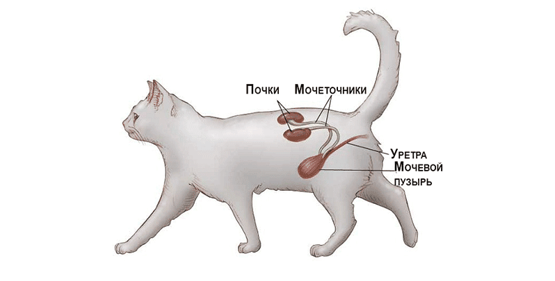 Мочевыводящая система кошек