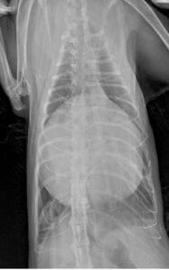 Рентгенограмма кота с грыжей