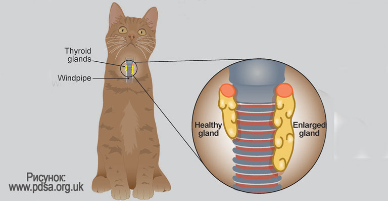 Клинический случай гипертиреоза у кота - Зооинформ