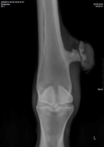 Рентгенограмма дистального участка плюсневой кости левой тазовой конечности пациента в дорсоплантарной проекции перед удалением экзостоза