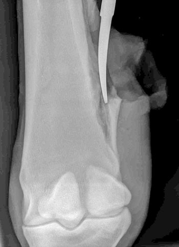 Рентгенограмма дистального участка плюсневой кости лошади