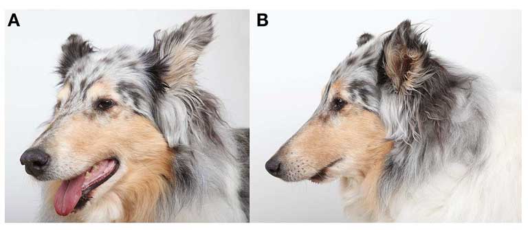 Реконструкция нижней челюсти у собак