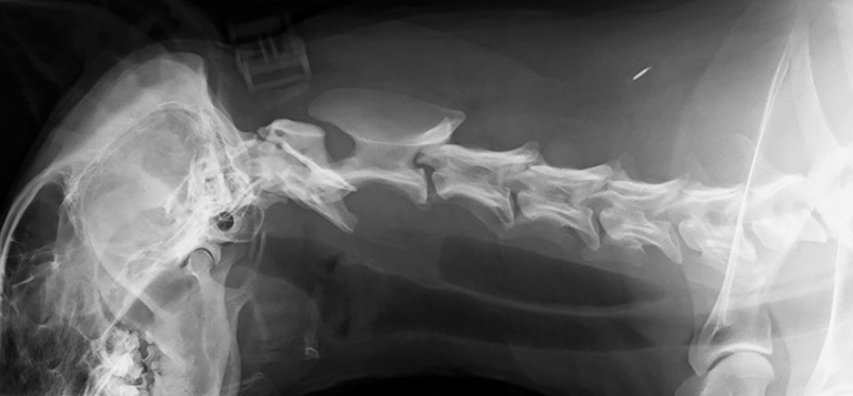 Липома трахеи у собаки, рентген