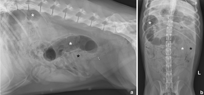 Пиометра у собаки на рентгене