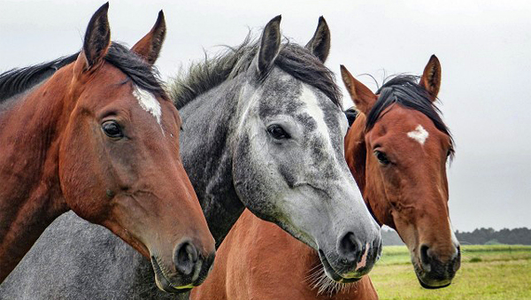 Опубликовано исследование влияния COVID-19 на лечение ламинита у лошадей