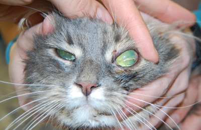 Офтальмологические проявления патологий ротовой полости у кошки