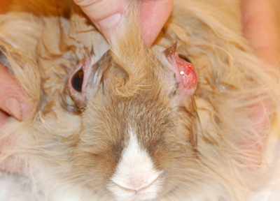 Офтальмологические проявления патологий ротовой полости у кролика