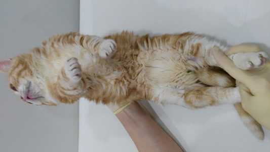 Кот с гипотиреозом, фото