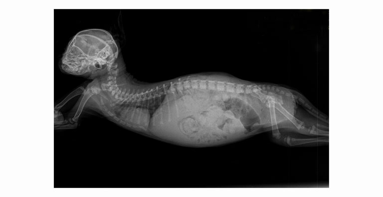 гипотиреоз кошек на рентгене
