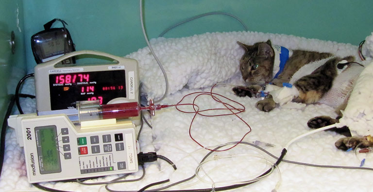 Сердечно-лёгочная реанимация (СЛР) в ветеринарии