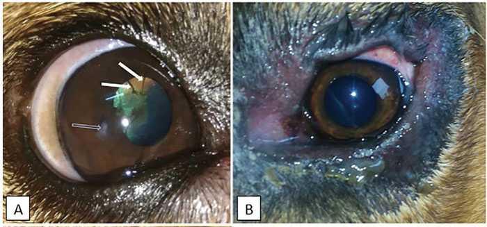 Патологии глаз собак