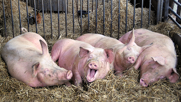 Более 800 свиней пришлось уничтожить из-за АЧС в Ярославской области