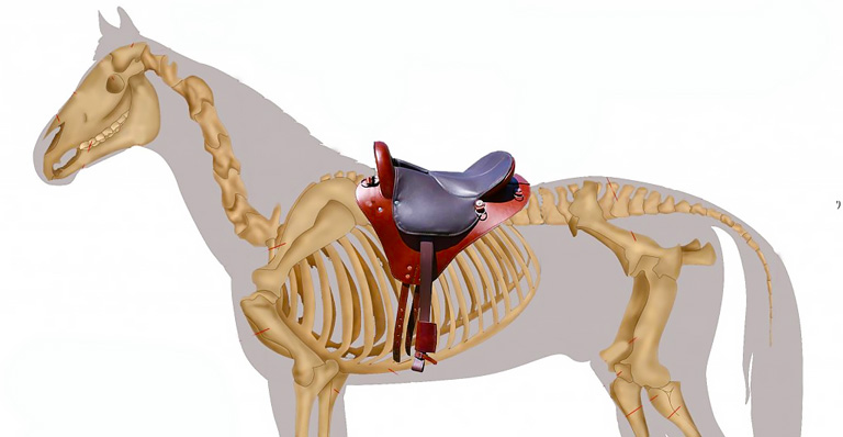 заболевания спины у лошадей