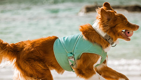 Hurtta представила новый охлаждающий жилет для собак - Зооинформ