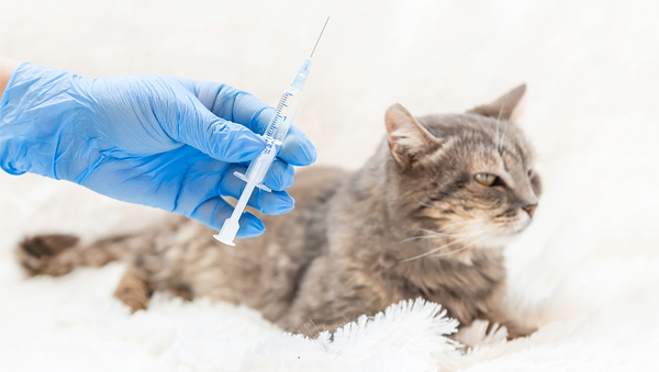 Прививки кошкам не делают 42% владельцев