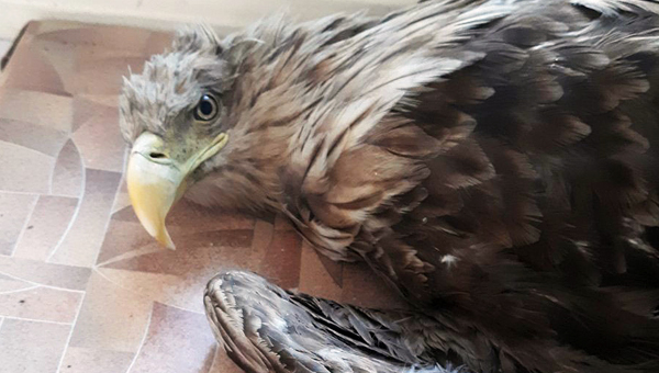 Пациентом ветврачей стал краснокнижный орлан с черепно-мозговой травмой