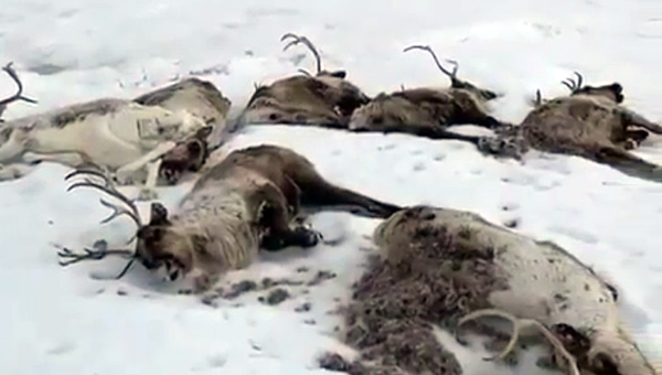 Падёж оленей на Камчатке объяснили голодом