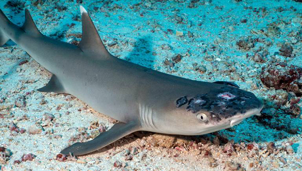 В Малайзии у акул обнаружили неизвестную ранее болезнь
