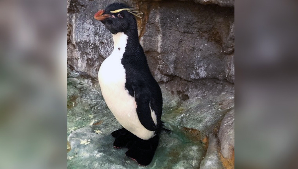 Пингвину из зоопарка Сент-Луиса сшили ортопедические ботинки