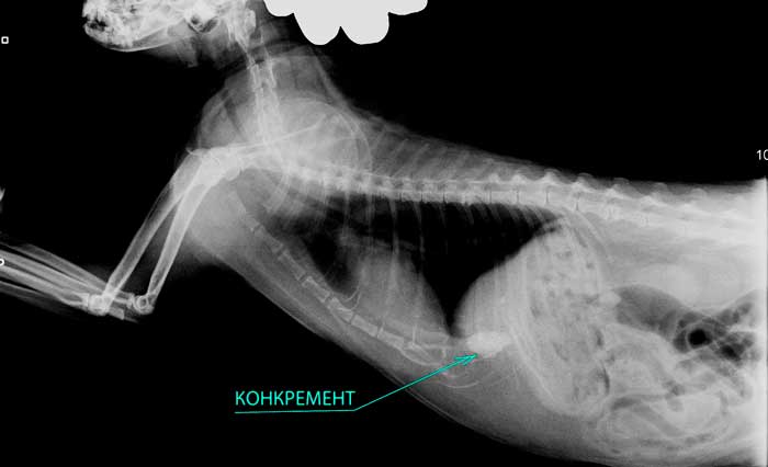 Рентгеновский снимок кошки